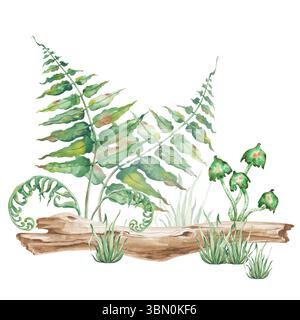 Une composition peinte à la main avec un arbre tombé, des tabourets verts et des feuilles de fougère sur un fond blanc. Illustration aquarelle. Isolé. Thème de la forêt Banque D'Images