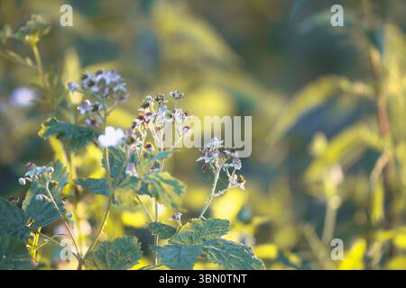 Fleurs de mûre et fruits non mûrs au soleil du matin Banque D'Images