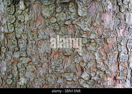 Texture gros plan de la surface de l'écorce de l'arbre. Photo macro détaillée montrant la texture robuste et fissurée de l'écorce d'arbre avec des couleurs naturelles terreuses et complexes Banque D'Images