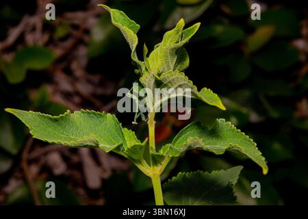 Prier Mantis sur les feuilles d'un chapeau de sorcière bleue (Pycnostachys urticifolia) poussant dans un jardin de Californie du Sud Banque D'Images