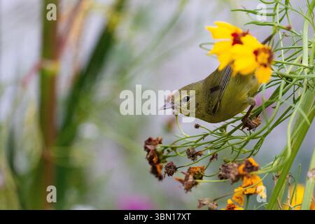 Paruline couronnée d'orange, Leiothlypis celata à la recherche d'insectes dans un buisson Golden Wave Coreopsis dans un jardin californien. Banque D'Images