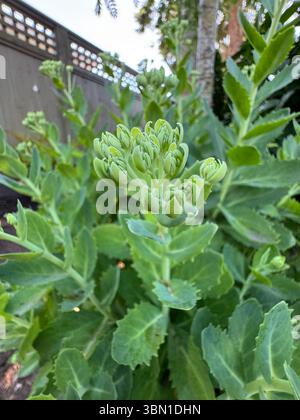 Roche (Sedum) avec des feuilles vertes charnues et des fleurs roses douces. Une succulente robuste, nécessitant peu d'entretien, idéale pour les jardins ou les couvre-sols. Banque D'Images