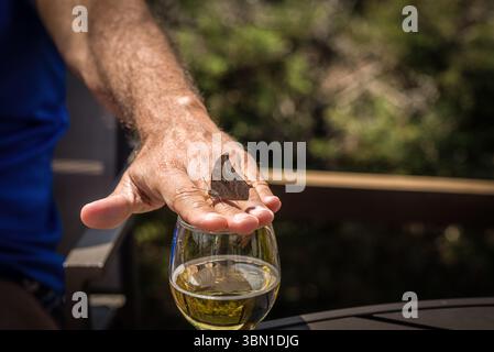 Papillon brun sur la main de l'homme au-dessus du verre de bière Banque D'Images