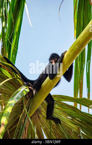 Un singe araignée repose sur un palmier dans la luxuriante forêt amazonienne de Leticia, en Colombie, mettant en valeur la riche biodiversité de la région. Banque D'Images