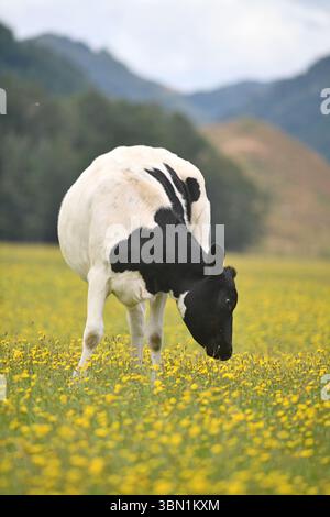 Vaches qui paissent un jour d'été dans une ferme laitière près de Reefton, Nouvelle-Zélande Banque D'Images