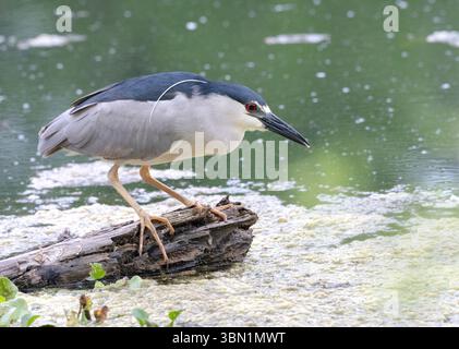 Le héron de nuit à couronne noire (Nycticorax nycticorax) pêche Banque D'Images