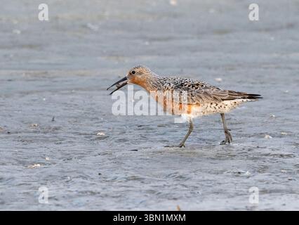 Red Knot (Calidris canutus) se nourrissant sur la plage de Galveston pendant la migration printanière, Texas, États-Unis Banque D'Images