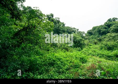 Paysage de forêt tropicale de marais tourbeux. Puits en carbone naturel. Équilibre climatique, biodiversité et durabilité à long terme. Écosystème forestier des zones humides Banque D'Images