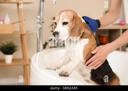 Femme brossant chien Beagle mignon avec gant d'épilation tout en prenant un bain dans la mousse de savon à la maison Banque D'Images