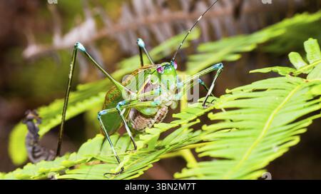 Grasshoper, Sekonyer River, Tanjung Puting National Park, Kalimantan, Bornéo, Indonésie, Asie Banque D'Images