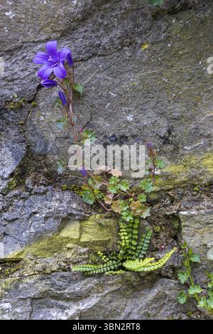 Fern et fleur de dalmate bleue poussant à l'ancien mur dans la province de Cork Munster en Irlande en Europe Banque D'Images