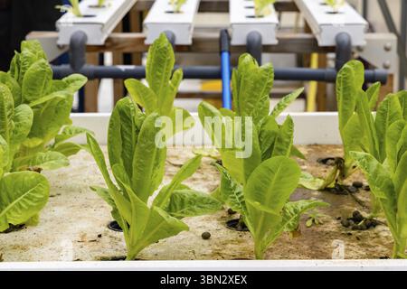 Légumes frais biologiques cultivés en aquaponie ou en culture hydroponique Banque D'Images