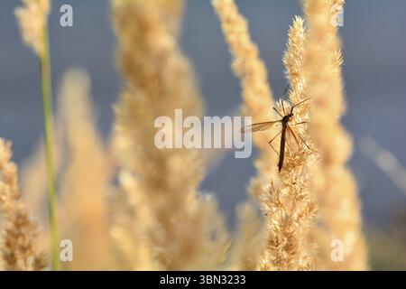 Grande mouche de grue (Tipulidae) en lumière du soleil sur une plante Banque D'Images