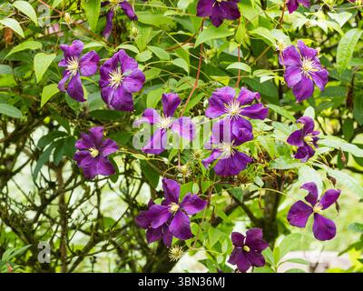 Fleurs d'été violettes foncées du grimpeur rustique du patrimoine, Clematis 'Jackmanii' Banque D'Images