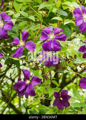 Fleurs d'été violettes foncées du grimpeur rustique du patrimoine, Clematis 'Jackmanii' Banque D'Images