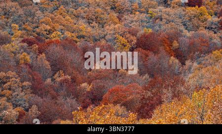 Zone naturelle protégée de Hayedo de la Pedrosa, forêt de hêtres en automne, Fagus sylvatica, Riofrio de Riaza, Ségovie, Castilla y Leon, Espagne, Europe Banque D'Images