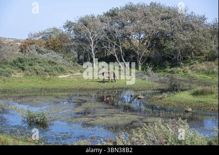Les chevaux sauvages Konik et les poneys Exmoor vivent dans un paysage de dunes dans une réserve naturelle, pour une gestion naturelle des dunes afin de contenir la propagation du b. Banque D'Images