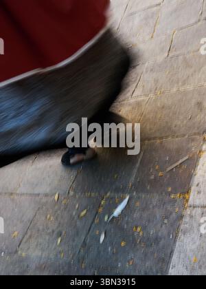 Plantada de geants Banque D'Images