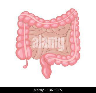 Illustration réaliste des intestins humains montrant l'intestin grêle et le gros intestin, fournissant une représentation claire et détaillée de ce ou digestif vital Illustration de Vecteur