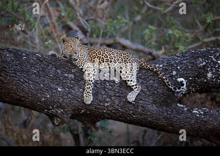 Une femme léopard repose sur un arbre tombé complètement détendu dans une pose forte, Londolozi, Great Krugerpark, Afrique du Sud Banque D'Images
