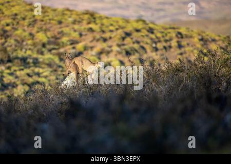 Deux jeunes puma ludiques ont grimpé sur un rocher, Torres del Paine, Chili, Amérique du Sud Banque D'Images