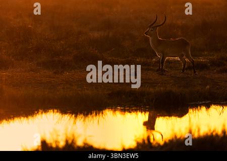 Un grand lechwe rouge mâle (Kobus leche) rétroéclairé au coucher du soleil sur la rivière Khwai, Botswana, Afrique Banque D'Images
