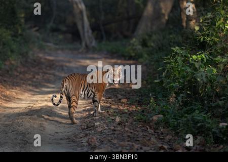 Tigre sauvage du Bengale, Panthera tigris, jeune femelle tigre vient de la jungle et se montre, Parc National de Dudhwa, Uttar Pradesh, Inde Banque D'Images