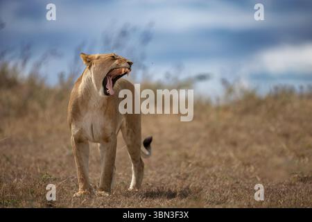 Une belle jeune lionne ouvre la bouche et bâille très intensément - grimace, Masai Mara, Kenya, Afrique Banque D'Images
