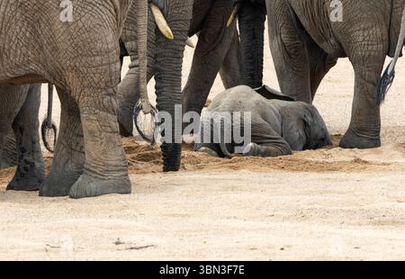 Un bébé éléphant joue dans le sable humide rafraîchissant que les adultes ont déterré dans la rivière de sable de Mwagusi alors qu'ils localisent de l'eau potable Banque D'Images
