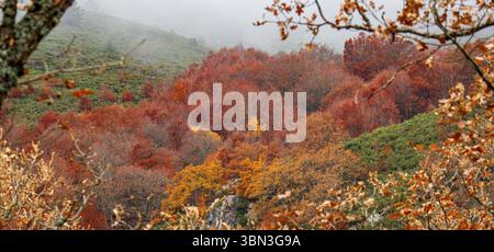 Zone naturelle protégée de Hayedo de la Pedrosa, forêt de hêtres en automne, Fagus sylvatica, Riofrio de Riaza, Ségovie, Castilla y Leon, Espagne, Europe Banque D'Images