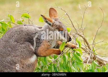 Portrait d'un wallaby rocheux à pieds jaunes (Petrogale xanthopus) se nourrissant dans un habitat naturel, Australie méridionale Banque D'Images