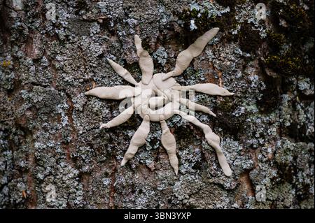 Visage de monstre sur l'arbre avec des épines et des verrues acérées. Arbre esprit et concept de fantaisie. Esprits païens, rituels 20 Banque D'Images