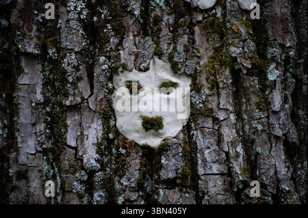 Visage de monstre sur l'arbre avec des épines et des verrues acérées. Arbre esprit et concept de fantaisie. Esprits païens, rituels 20 Banque D'Images
