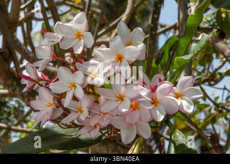 Un groupe de fleurs de frangipanier rouge fleurit parmi les feuilles vertes dans un jardin tropical sur l'île de Mahé aux Seychelles, baigné d'une douce lumière naturelle. Banque D'Images