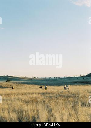 Les chevaux errent librement dans une prairie dorée au coucher du soleil Banque D'Images