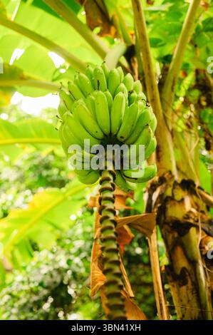 Vue en bas angle de bananes vertes poussant à El Yunque, Porto Rico Banque D'Images
