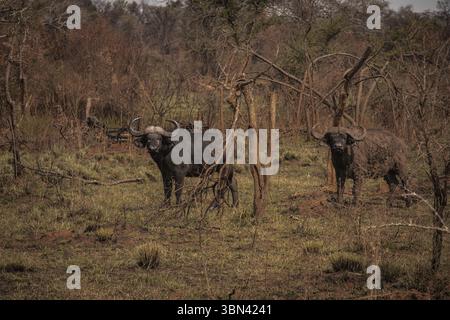Deux Cape Buffalo dans Scrubby Woodland terrain Banque D'Images