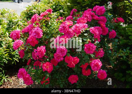 Gros plan sur le rosier grimpant en fleurs avec beaucoup de fleurs magenta fraîches dans la lumière du soleil Banque D'Images