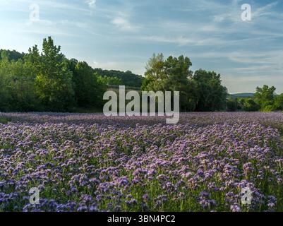 Champ de Phacelia tanacetifolia ou Lacy Phacelia au coucher du soleil. Paysage rural printanier. Lumière chaude latérale. Ciel bleu . Zone agricole Kostolna, Slovaquie Banque D'Images