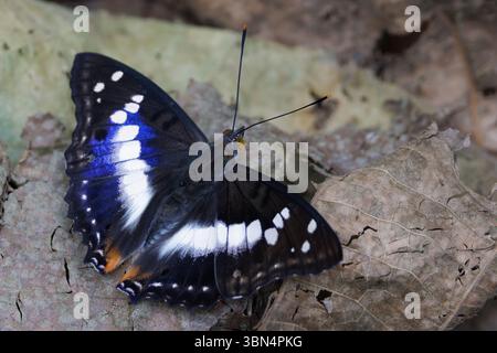 Vue de dessus du papillon empereur violet indien, Mimathyma ambica, Banque D'Images