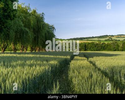 Champ de grain avec sentier au coucher du soleil, au printemps. Avec des saules et forêt en arrière-plan. Lumière latérale chaude. Paysage rural Dolna Suca Slovaquie Banque D'Images