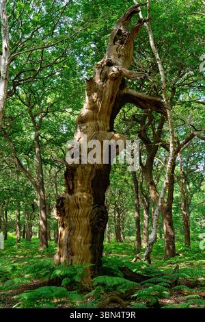 Le tronc altéré d'un ancien chêne sans écorce debout dans la forêt de Sherwood. Banque D'Images