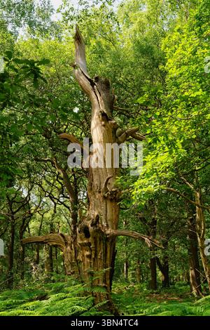 Le tronc tordu noué d'un ancien chêne dans la forêt de Sherwood. Banque D'Images