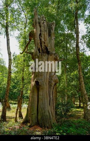 Vestiges en décomposition de l'une des forêts de Sherwood anciens chênes debout parmi les bouleaux argentés. Banque D'Images
