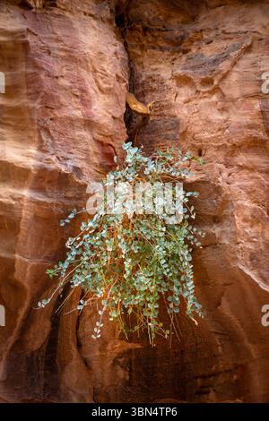 Jordan, Petra. Plantes poussant dans des conditions arides Banque D'Images