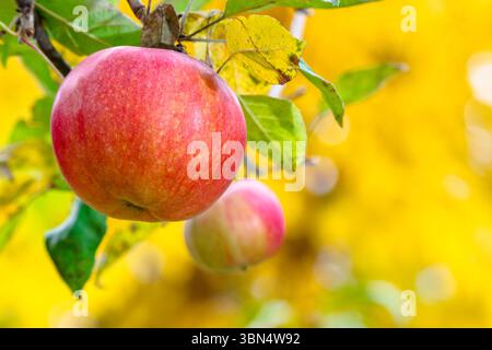pomme rouge suspendue à une brindille parmi les feuilles. récolte de fruits mûrs dans le jardin d'automne de campagne. gros plan sur les aliments juteux biologiques Banque D'Images