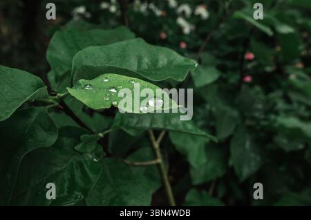 Quelques gouttes de pluie sur une grande feuille de magnolia vert. Fond flou de parterre. Magnolia sous la pluie Banque D'Images