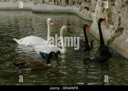 Cygnes blancs, cygnes noirs et canards nageant ensemble dans un étang Banque D'Images