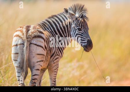 Portrait d'un jeune zèbre des plaines (Equus quagga) mangeant de l'herbe dans la brousse africaine Banque D'Images
