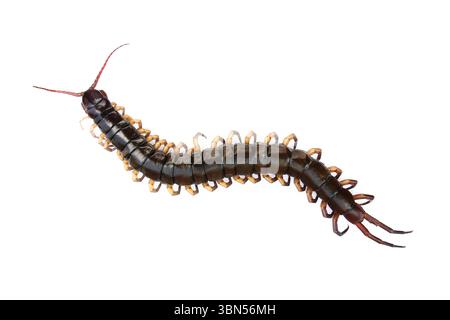 un centipède mort isolé sur blanc. Banque D'Images